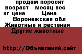 продам поросят возраст 1 месяц вес 8-10кг.цена 2800 › Цена ­ 2 800 - Воронежская обл. Животные и растения » Другие животные   